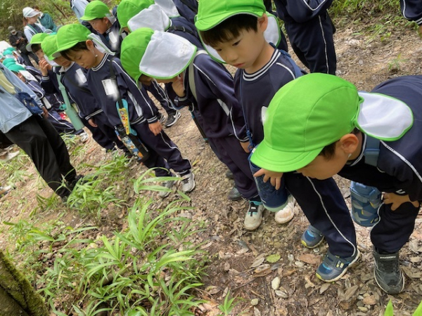 福富の森林を散策しました（年長）