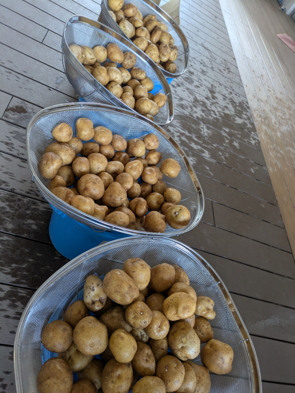 今年もじゃがいもありがとう！