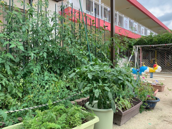 幼稚園で栽培したお野菜食べました！